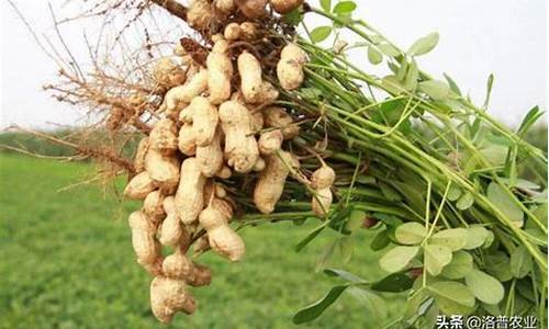收藏花生全套金价多少_收藏花生全套金价多少一克