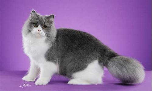 英国长毛蓝金价格_蓝金色英国长毛猫