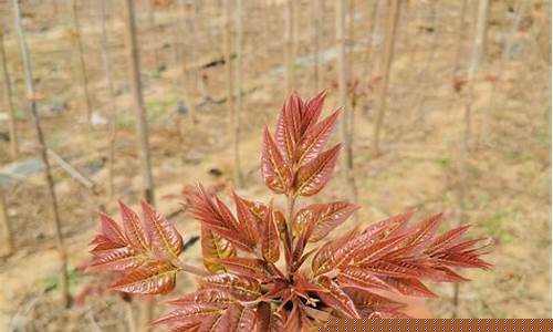 香椿油的功效与作用_香椿叶油价格多少钱一斤