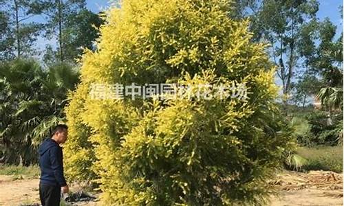 千层金价格表_漳州地区千层金价格