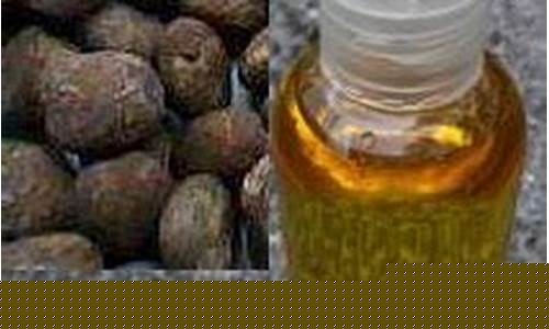 桐籽油价格是多少钱一斤_桐籽油的医用功效