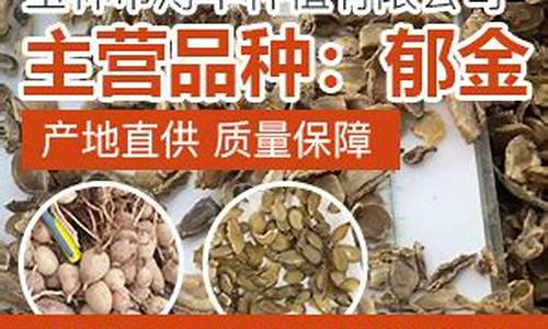 郁金价格行情_郁金价格行情2023
