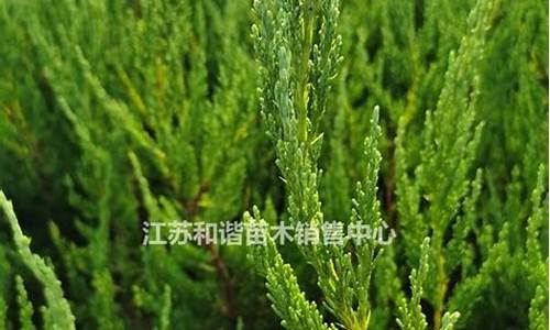 现在柏树油价格是多少_现在柏树油价格是多少钱一吨
