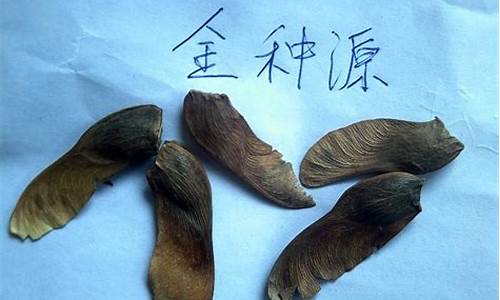 大林木白蜡金价格_大林木 白蜡金