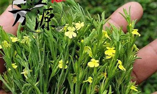 广西独脚金价格表_广西独脚金哪有卖