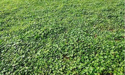 马蹄金草皮价格_云南草坪马蹄金价格多少