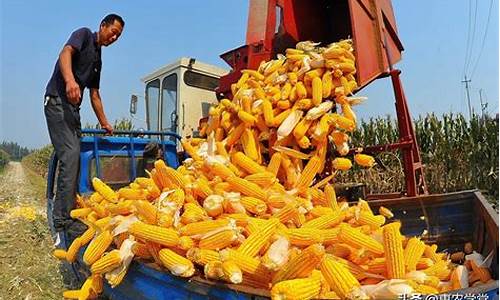 玉米油价格一斤多少钱_玉米油批发价格多少一吨
