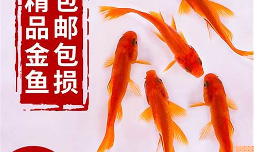 太原鱼市草金价格_草金鱼市场价格