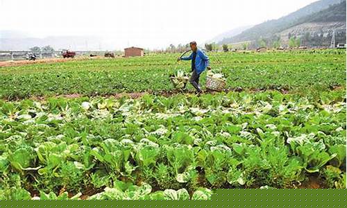 大理巍山石油价格多少_大理巍山石油价格多少钱一吨