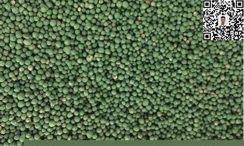 现在的马蹄金价格_马蹄金值钱吗