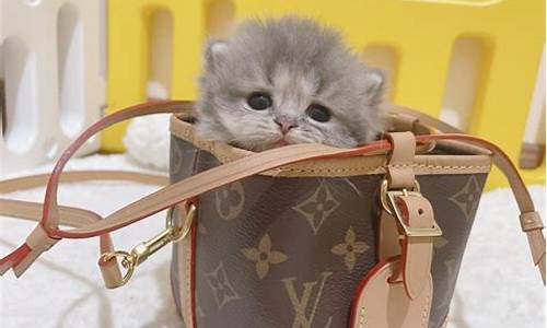 长毛蓝猫市场价格_西安长毛蓝金价格