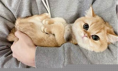蓝金值钱吗_纯种蓝金价格多少
