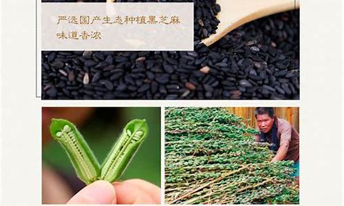 江苏石磨黑芝麻油价格_黑芝麻油价格500克