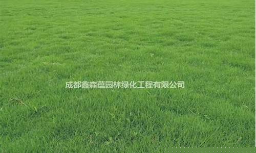 曲靖草坪马蹄金价格_马蹄金草皮价格