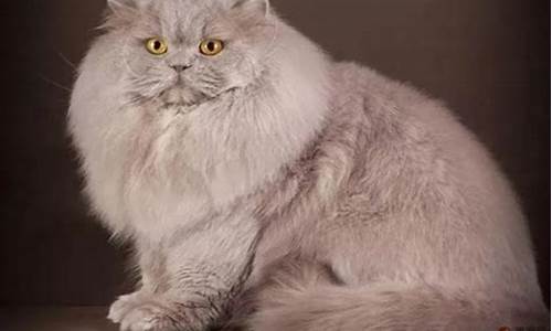 英国长毛蓝猫多少钱一只_英国长毛蓝金价格