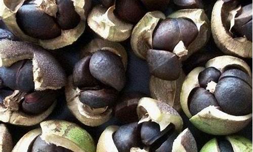 2021年油茶籽价格_油茶籽油价怎么算
