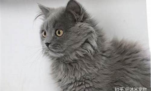 英国长毛蓝金价格_蓝金色英国长毛猫
