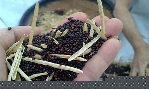 河北油菜籽油价格_河北油菜籽多少钱一斤