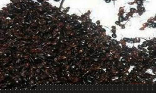 红蚂蚁油价格多少_红蚂蚁多少钱一公斤