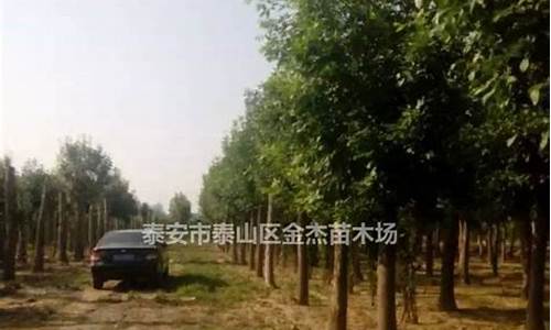 35公分白金价格_白金价格多少钱一克?