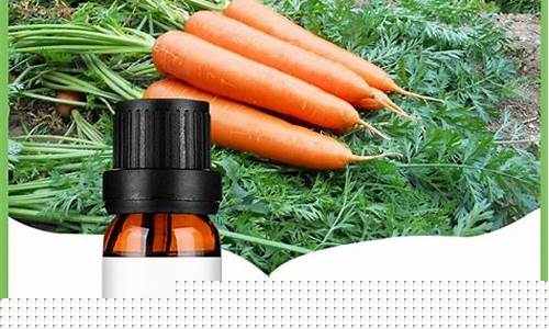张掖胡萝卜籽油价格_胡萝卜籽油的功效和作用