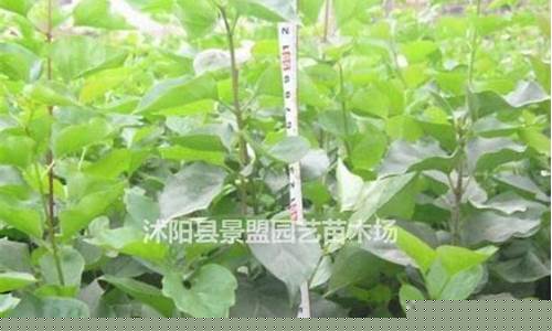 河南省辉县市有几个油厂_辉县汽油价格哪家低点