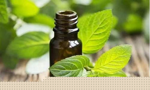 薄荷油药店有卖吗_薄荷油价格多少药店有零售