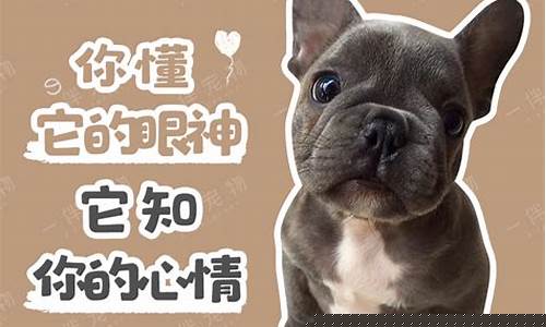 法国斗牛蓝包金价格_法国斗牛蓝牛成年图片