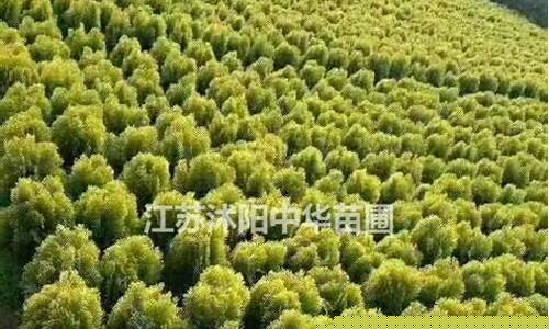2021年柏金价格_2021年铂金价格是多少