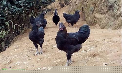 乌骨合金价格多少_乌骨合金价格多少钱一克