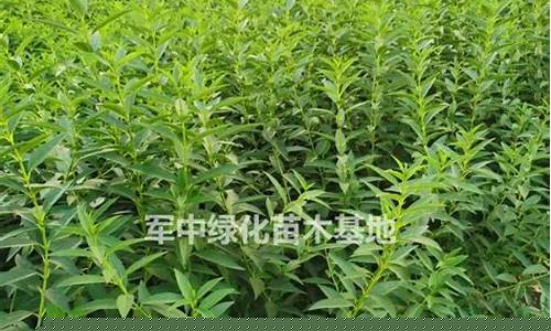 吉林连翘油价格行情_连翘今日市场价格走势