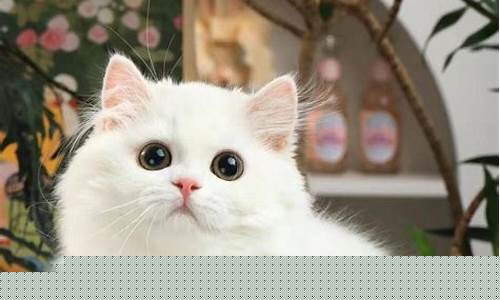 拿破仑猫多少钱市场价_拿破仑猫蓝金价格